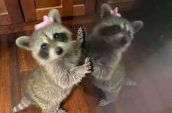 Курьезные фото обворожительных енотов, которые украдут ваши сердца