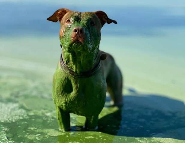 Пес покупався у «зеленому» Дніпрі та став героєм соцмереж (фото)