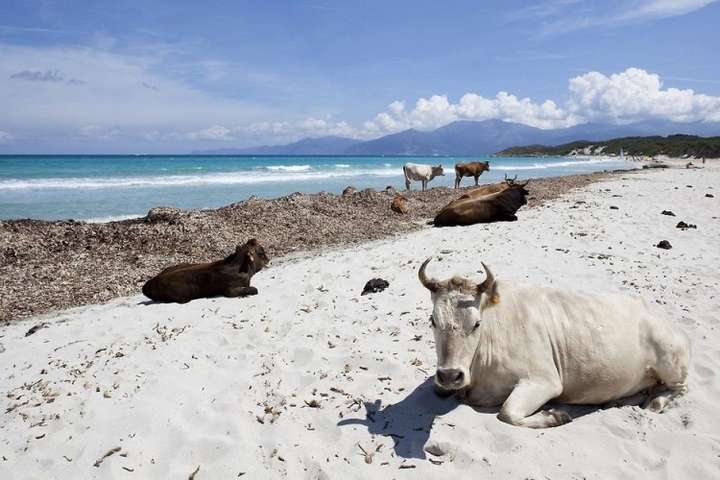На Корсиці безпритульні корови виганяють відпочивальників із пляжів
