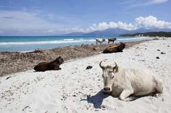 На Корсиці безпритульні корови виганяють відпочивальників із пляжів