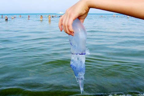 Нині в Азовському морі не те що купатися, навіть у воду зайти не можна, вода медузами просто кишить - Чому медузи атакують Азовське узбережжя? Фахівець назвав ключові причини