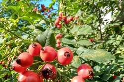 Насолоджуємося комфортною температурою чи чистим небом