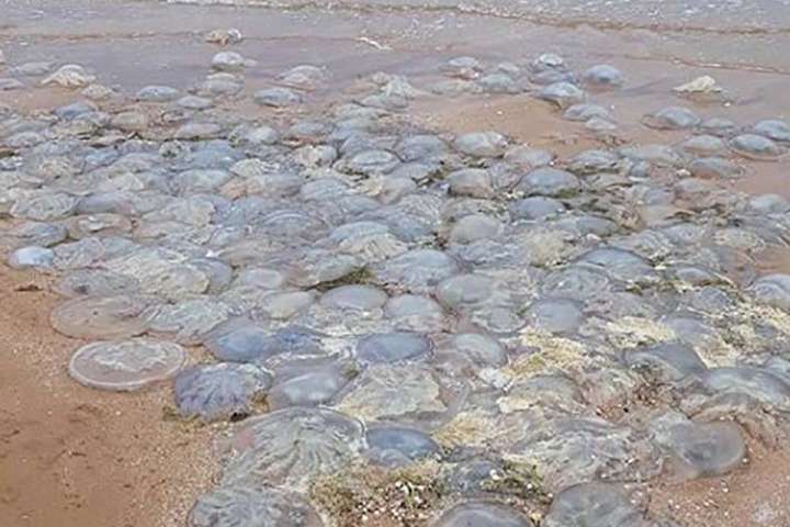 Що робити з горами медуз, яких викидає на азовські пляжі? Світовий досвід