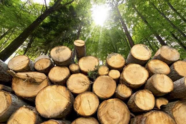 Вирубали лісу на 13 млн грн. На Київщині судитимуть сімох посадовців