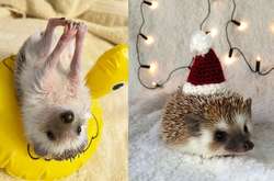 Курьезные фото домашних ежиков, которые никого не оставят равнодушным