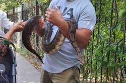 Кияни можуть розслабитися: двометровий удав-утікач знайшовся (фото)