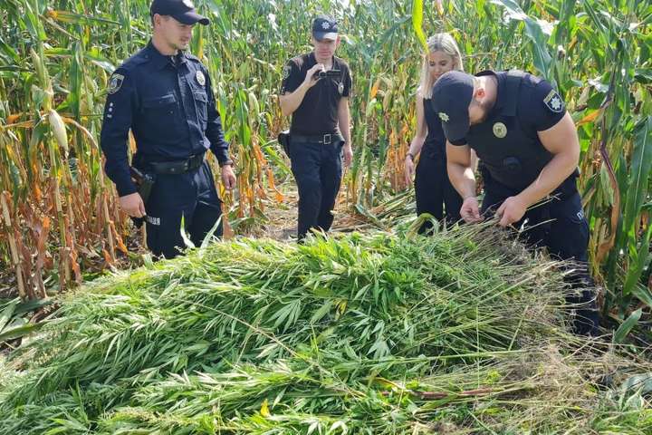На Київщині поліцейські виявили 11 тисяч кущів конопель серед кукурудзи (фото)