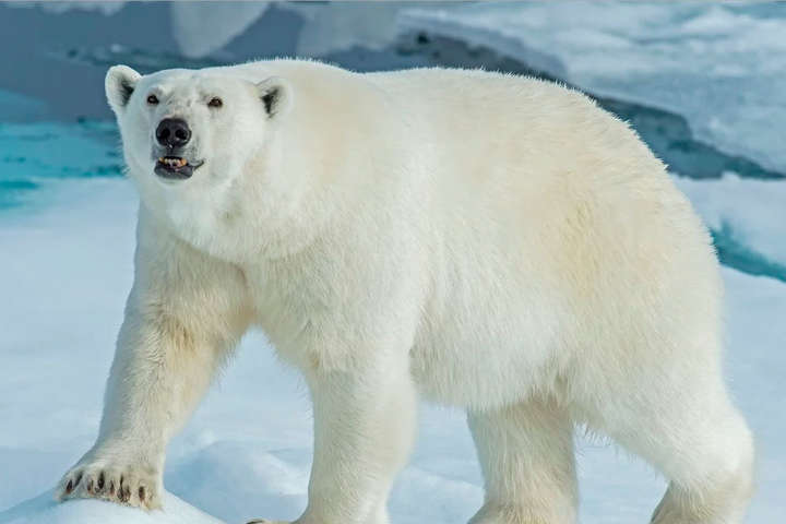 Стало відомо, які тварини першими зникнуть внаслідок танення льодовиків