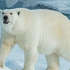Білі ведмеді зараз чи не в найбільшій небезпеці через кліматичні зміни