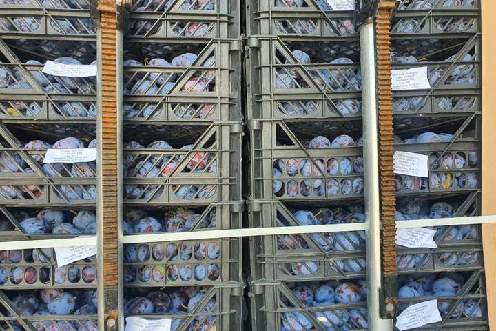 Чернівецька митниця продає 20 тонн слив 