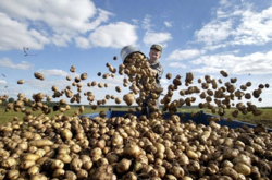 Виробники картоплі можуть отримати допомогу від держави. Стали відомі деталі