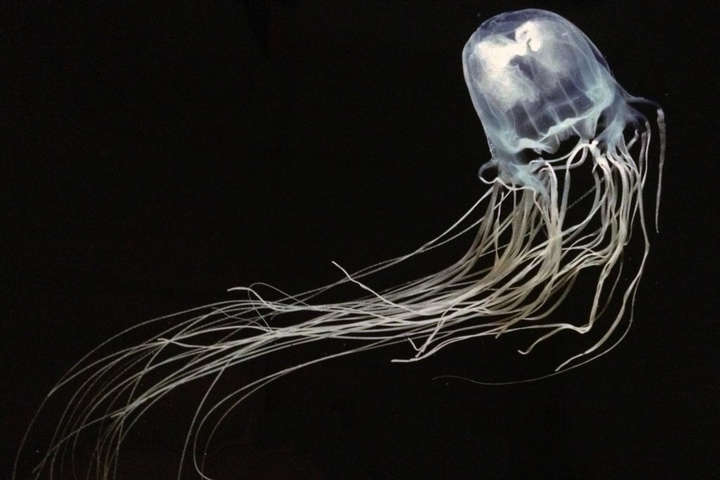 Дитина померла від опіку отруйної медузи на відомому курорті