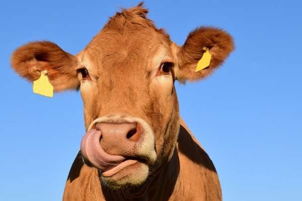 У США почнуть робити паливо для вантажівок з коров'ячого гною