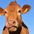 <p>Корови &ndash; це не тільки м'ясо і молоко, але і джерело цінного енергоносія</p>