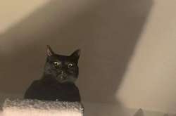 Курьезные фото зловещих котиков, которые решили показать свою темную сторону