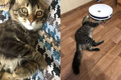 За 13 миллионов. В России продают православного кота, который «отгоняет нечисть» (фото)