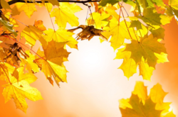 Синоптики рассказали, какой будет осень в Украине: прогноз на три месяца