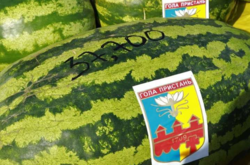 В Украине вырастили арбуза-великана