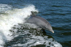 На Миколаївщині дельфін влаштував туристам шоу (відео)