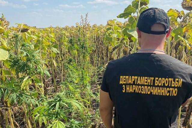  На Дніпропетровщині поліція виявила серед соняшників «сюрприз» (відео)