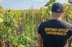 Фермери збиралися виростити два урожаї в одному