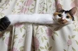 Курьезные фото уморительных котов, глядя на которых сложно удержаться от смеха