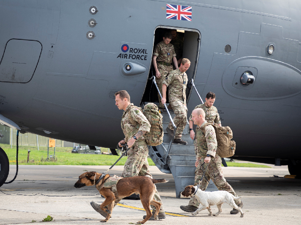 Британія евакуювала всіх своїх котів та службових собак з Афганістану