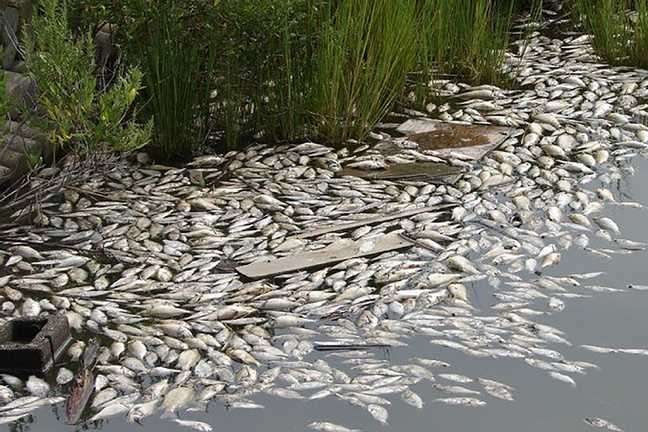 Цього літа маштаби загибелі риби у Дніпрі стали загрозливими - Мор риби в Дніпрі: експерт назвав причини