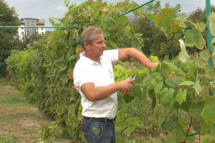  На Прикарпатті фермер вирощує понад 100 сортів винограду на 15 сотках (відео)
