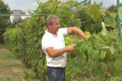  На Прикарпатті фермер вирощує понад 100 сортів винограду на 15 сотках (відео)