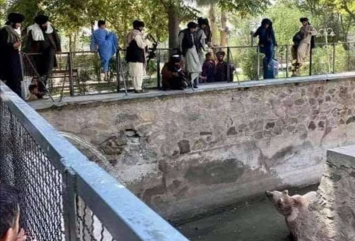 Тварини у зоопарку Кабула опинились на межі смерті через талібів 
