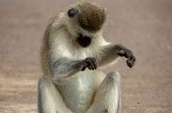 Самые смешные фото животных. Стали известны финалисты конкурса Comedy Wildlife Photography