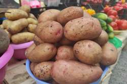Експерти прогнозують дефіцит картоплі восени. Запасатися треба вже зараз