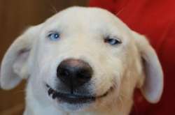 Когда твой главный талант – смешно получаться на снимках. Курьезные фото песиков-барбосиков