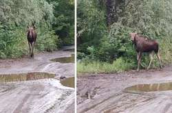 У Києві біля станції метро помітили лося (відео)