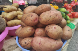 Эксперты прогнозируют дефицит картофеля осенью. Запасаться надо уже сейчас