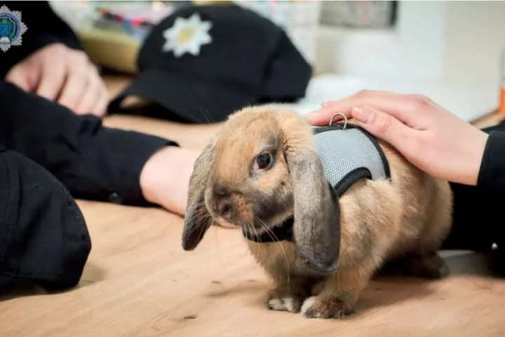 Український кролик-полісмен завів акаунт в Іnstagram (фото)