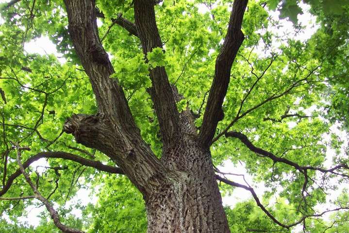 Треть видов деревьев вскоре могут исчезнуть – исследование