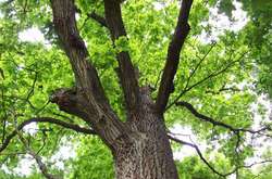 Треть видов деревьев вскоре могут исчезнуть – исследование