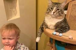 Курьезные фото домашних питомцев, которые явно забыли о хороших манерах