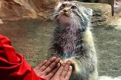 Курьезные фото животных, которые вы непременно должны увидеть