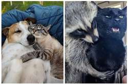 Когда питомцы нашли себе друзей, и теперь не могут с ними расстаться. Курьезные фото