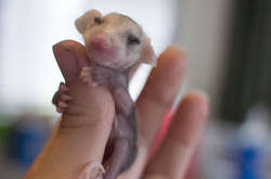 Когда мимиметр зашкаливает. Фото крошечных животных, которые помещаются на ладони