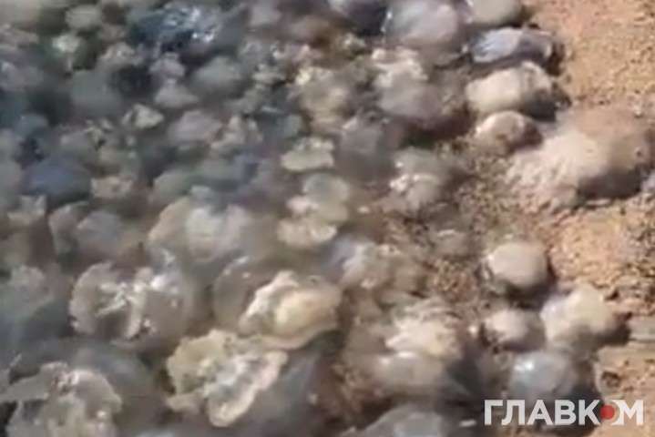 «Бабине» літо в курортному Бердянську: море кишить медузами (відео)