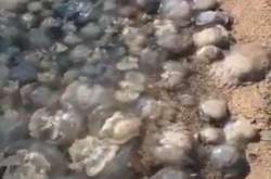 «Бабине» літо в курортному Бердянську: море кишить медузами (відео)