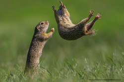 Подборка самых забавных снимков финалистов конкурса Wildlife Photography Awards