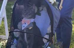 В США котику по кличке Лось доверили принести кольца к алтарю. Курьезные фото