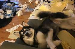 Курьезные фото пушистых прохвостов, которые и дня не проживут без хулиганства