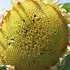 Шкідники та хвороби атакували цьогорічний врожай соняшника