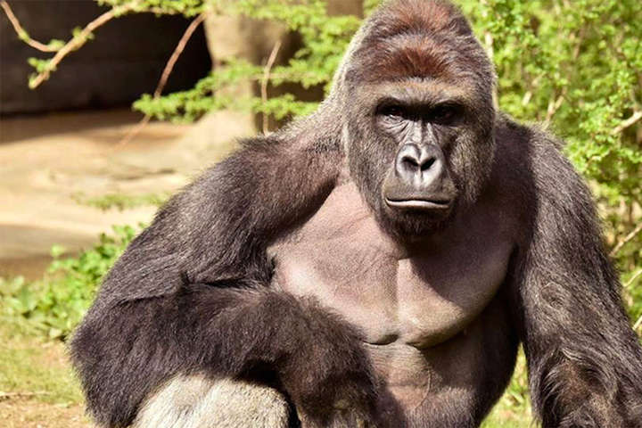 В США стався спалах Covid-19 в зоопарку: інфекцію підтвердили у 13 горил